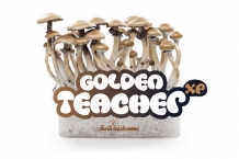 Golden Teacher - FreshMushrooms Paddo kweekset